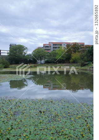 アサザの黄色い花が咲く秋の樋之池公園(兵庫県西宮市) 132665892