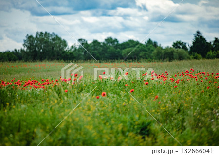 A Vibrant Poppy Field Flourishing Under a Beautifully Cloudy Sky Overflowing with Colorful Blooms 132666041