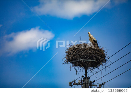 A Stork Nesting on a Power Pole Beautifully Set Against a Clear Blue Sky with Soft, Fluffy Clouds 132666065