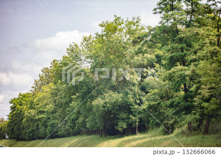 Beautiful Lush Green Trees Lining the Roadside Creating a Picturesque View of Nature Beautiful Lush Green Trees Lining the Roadside Creating a Picturesque View of Nature 132666066