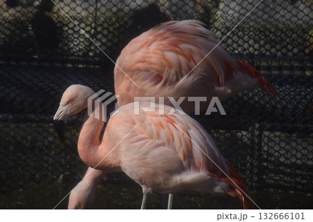 Two flamingos at zoo / 動物園の2羽のフラミンゴ(真横からの望遠ズーム撮影) 132666101