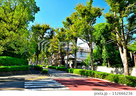 初秋の木漏れ日のさす並木道 広尾の高級住宅街 初秋の木漏れ日のさす並木道 広尾の高級住宅街 132666236