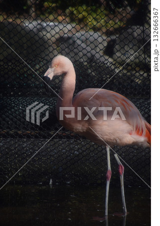 A standing flamingo / 動物園のフラミンゴの全身立像(真横からの望遠ズーム撮影) A standing flamingo / 動物園のフラミンゴの全身立像(真横からの望遠ズーム撮影) 132666367