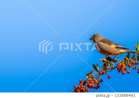 ピラカンサとカワラヒワ・コピースペース 132666491