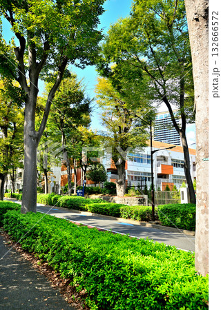 初秋の木漏れ日のさす並木道 広尾の高級住宅街 初秋の木漏れ日のさす並木道 広尾の高級住宅街 132666572