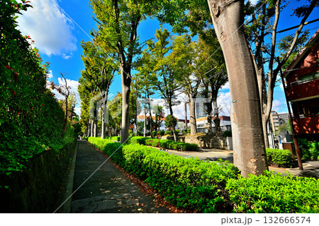 初秋の木漏れ日のさす並木道 広尾の高級住宅街 初秋の木漏れ日のさす並木道 広尾の高級住宅街 132666574