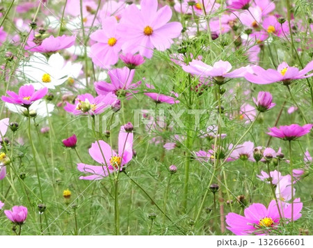 11月の花花 132666601