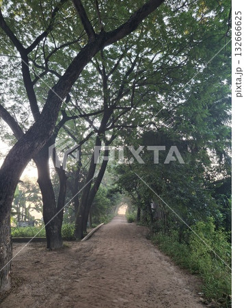 A shaded dirt path lined with trees leads towards a bright light in the distance, creating a sense of mystery and journey 132666625