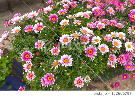 Bush of colourful flower in the pot, Argyranthemum is a genus of flowering plants belonging to the family Asteraceae. Bush of colourful flower in the pot, Argyranthemum is a genus of flowering plants belonging to the family Asteraceae. 132666797