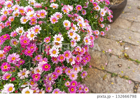 Bush of colourful flower in the pot, Argyranthemum is a genus of flowering plants belonging to the family Asteraceae. Bush of colourful flower in the pot, Argyranthemum is a genus of flowering plants belonging to the family Asteraceae. 132666798