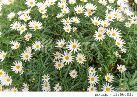 Tanacetum cinerariaefolium, The flowers are white with short stems.  132666833