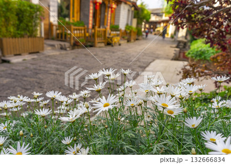 Tanacetum cinerariaefolium, The flowers are white with short stems. Tanacetum cinerariaefolium, The flowers are white with short stems. 132666834