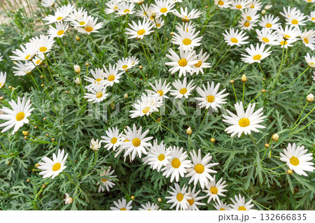 Tanacetum cinerariaefolium, The flowers are white with short stems.  132666835