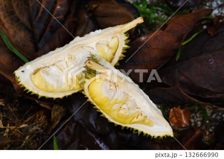 Freshly opened durian fruit lays on a bed of brown leaves in a tropical setting capturing the essence of exotic flavors and scents Freshly opened durian fruit lays on a bed of brown leaves in a tropical setting capturing the essence of exotic flavors and scents 132666990
