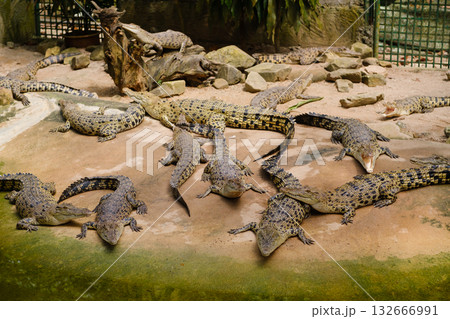 Crocodiles sunbathing in a natural habitat at the wildlife sanctuary during midday hours with a mix of adults and young ones basking on the rocks Crocodiles sunbathing in a natural habitat at the wildlife sanctuary during midday hours with a mix of adults and young ones basking on the rocks 132666991
