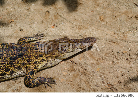 Crocodile sunbathing on sandy bank near river in tropical environment during warm afternoon hours 132666996