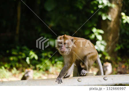 Monkey exploring a forest habitat, showcasing natural behavior and surroundings in lush greenery during daylight hours 132666997