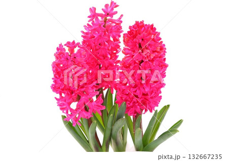 ヒヤシンス　ピンク色の花　明るい背景 132667235