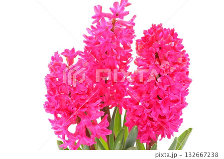 ヒヤシンス　ピンク色の花　明るい背景 132667238