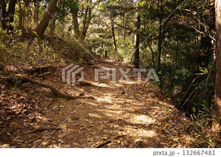 源氏山公園　ハイキングコース 132667481