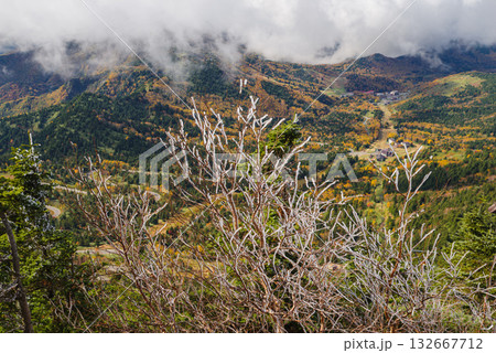 志賀高原の紅葉 132667712