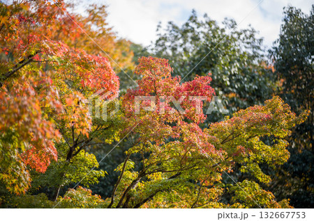 紅葉したモミジの葉 紅葉したモミジの葉 132667753