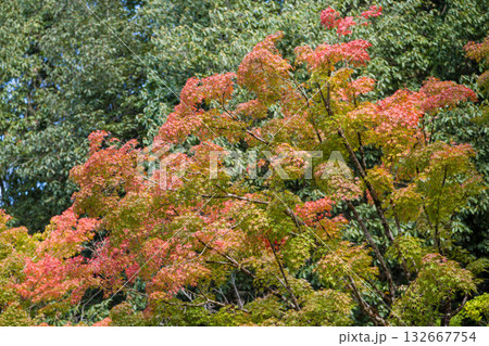 紅葉したもみじの木 132667754