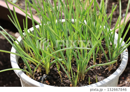 鉢栽培で芽を出したクロッカスの葉 132667846
