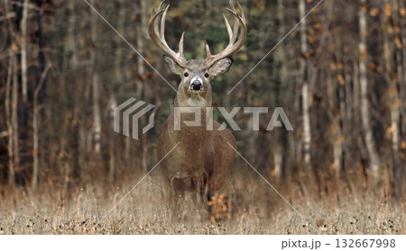 Whitetailed deer buck standing in autumn forest Whitetailed deer buck standing in autumn forest 132667998