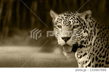 Jaguar big cat showing spotted fur and green eyes Jaguar big cat showing spotted fur and green eyes 132667999