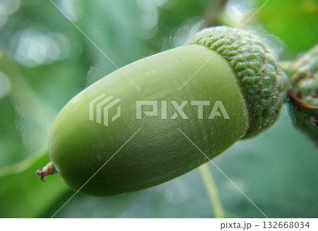 Growing green acorn on oak tree branch Growing green acorn on oak tree branch 132668034