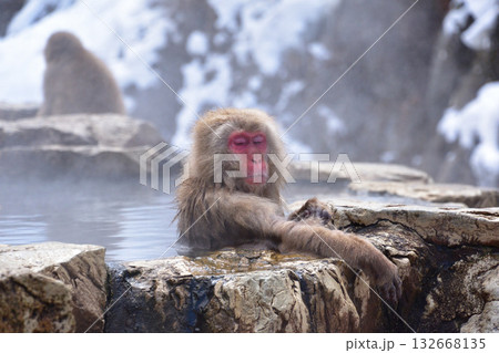 地獄谷野猿公苑　スノーモンキー　 132668135