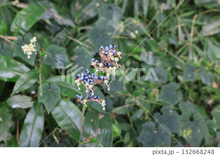 ヤブミョウガの実 ヤブミョウガの実 132668248