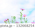 秋の空に向かって伸びるコスモスの花 132668254