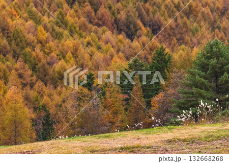 251031乗鞍青年の家g085 251031乗鞍青年の家g085 132668268