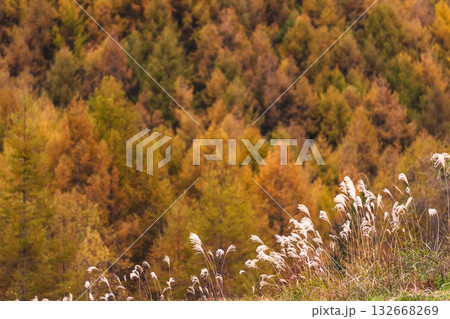 251031乗鞍青年の家g087 132668269