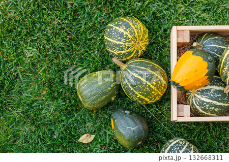 Various pumpkins in a wooden box on sunny green grass, autumn harvest scene 132668311