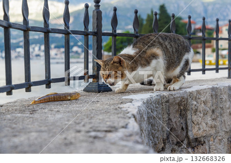 Cat trying to eat a freshly caught fish Cat trying to eat a freshly caught fish 132668326
