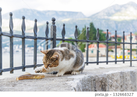 Cat trying to eat a freshly caught fish Cat trying to eat a freshly caught fish 132668327