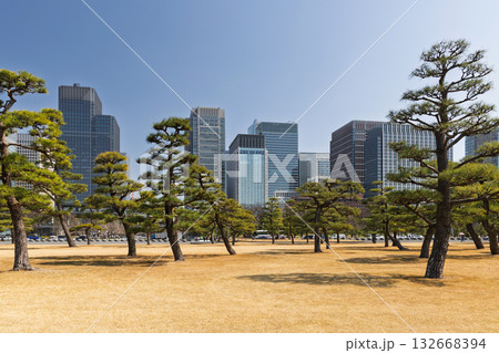 A serene view of the fir tree garden near Tokyo Imperial Palace A serene view of the fir tree garden near Tokyo Imperial Palace 132668394