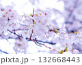 春の陽射しを浴びる桜 132668443