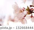 桜の花のマクロ撮影 132668444