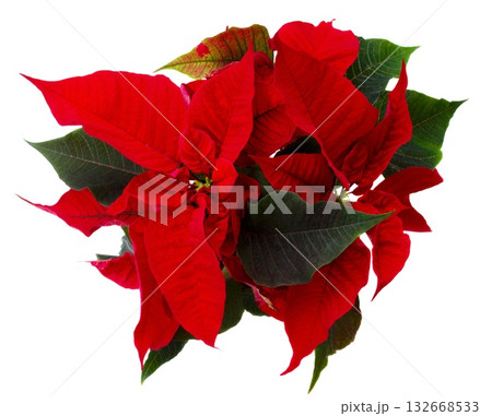 scarlet poinsettia flower or christmas star 132668533