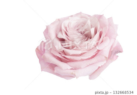 Valentines day rose 132668534