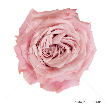 Valentines day rose Valentines day rose 132668535