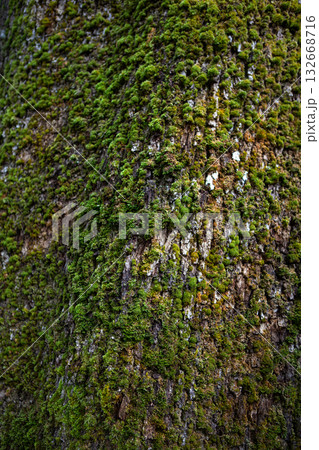Close up of the plant texture of a tree trunk 132668716