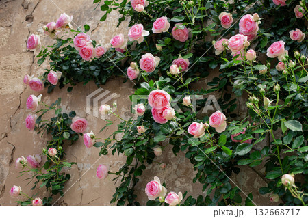 Delicate roses on a dilapidated stone wall 132668717