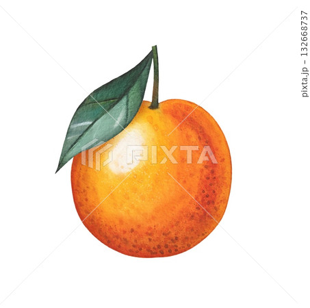 Hand drawn orange mandarin with leaf. Watercolor illustration. 132668737