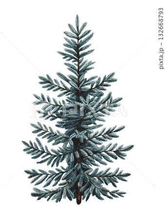 Hand drawn blue spruce. Christmas decor. Watercolor illustration. Hand drawn blue spruce. Christmas decor. Watercolor illustration. 132668793
