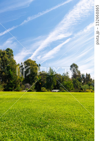 A vast green grass meadow stretching towards the horizon with a trees A vast green grass meadow stretching towards the horizon with a trees 132668865